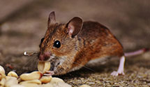 24 Hour & Emergency Exterminators in Mc Louth, KS